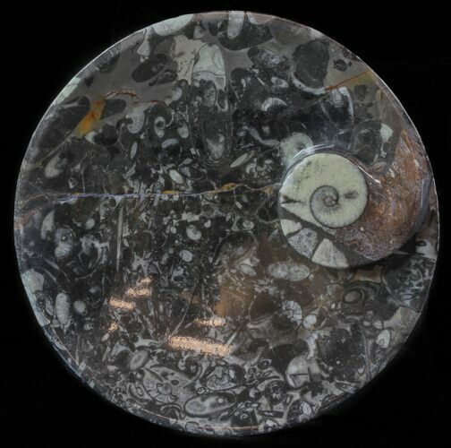 Fossil Orthoceras & Goniatite Plate - Stoneware #62466